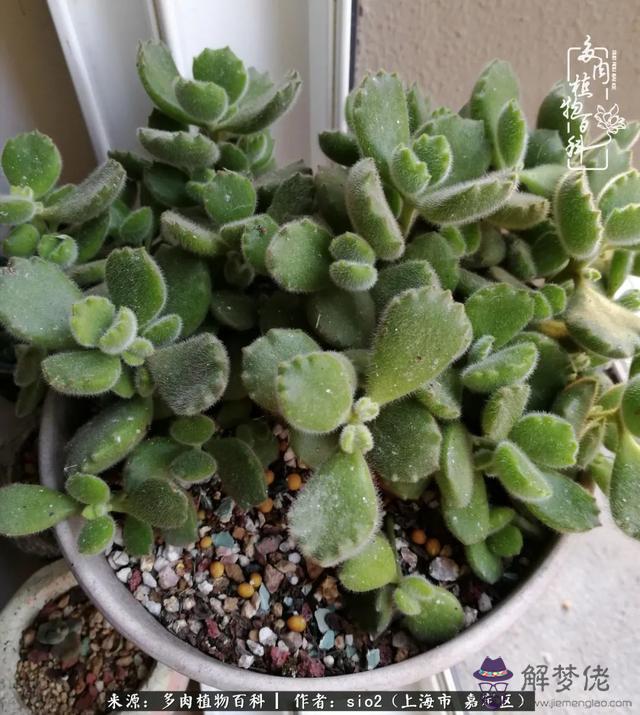 算命三頭虎什麼意思是什麼意思 算命三頭虎什麼意思是什麼意思