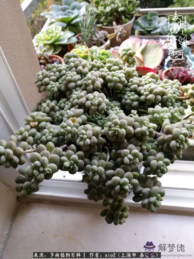 算命三頭虎什麼意思是什麼意思 算命三頭虎什麼意思是什麼意思