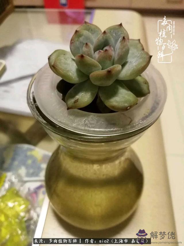 算命三頭虎什麼意思是什麼意思 算命三頭虎什麼意思是什麼意思