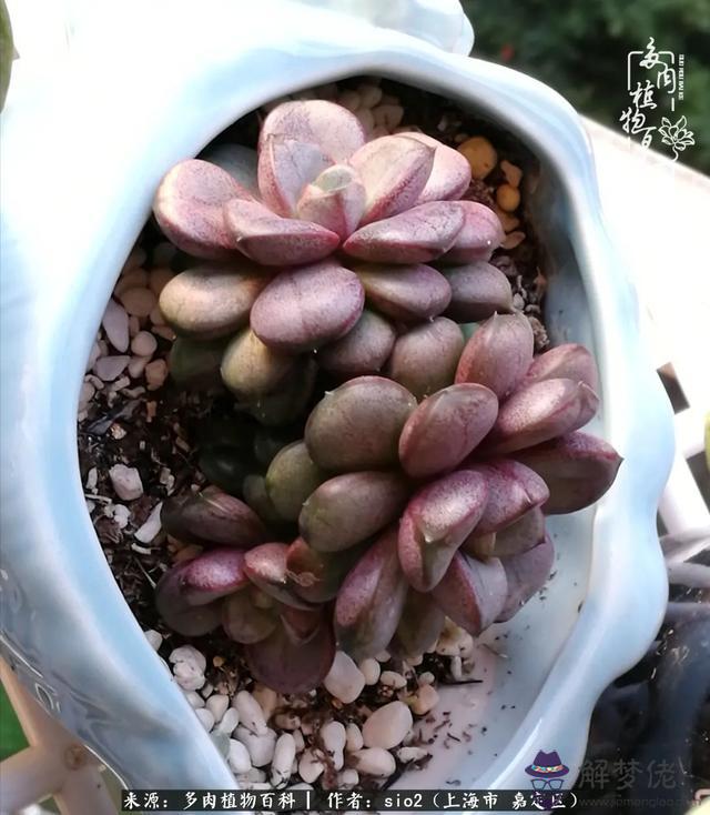 算命三頭虎什麼意思是什麼意思 算命三頭虎什麼意思是什麼意思
