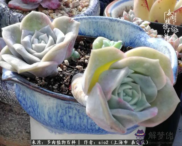 算命三頭虎什麼意思是什麼意思 算命三頭虎什麼意思是什麼意思
