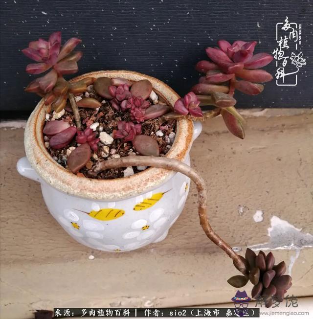 算命三頭虎什麼意思是什麼意思 算命三頭虎什麼意思是什麼意思