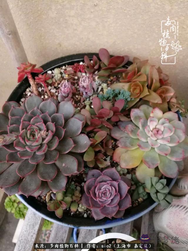 算命三頭虎什麼意思是什麼意思 算命三頭虎什麼意思是什麼意思