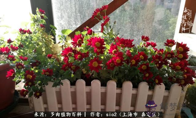算命三頭虎什麼意思是什麼意思 算命三頭虎什麼意思是什麼意思