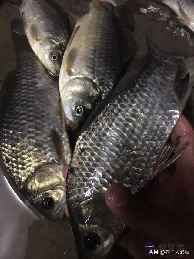 算命釣魚命是什麼意思