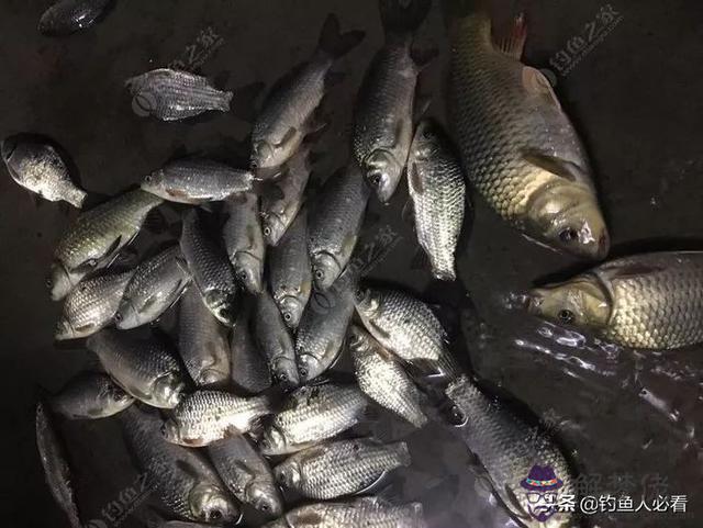 算命釣魚命是什麼意思