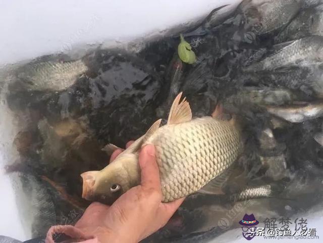 算命釣魚命是什麼意思