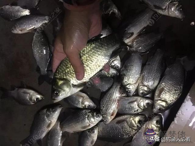 算命釣魚命是什麼意思