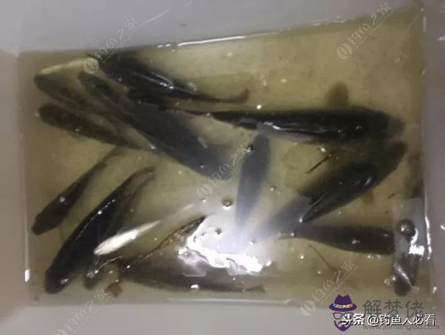 算命釣魚命是什麼意思