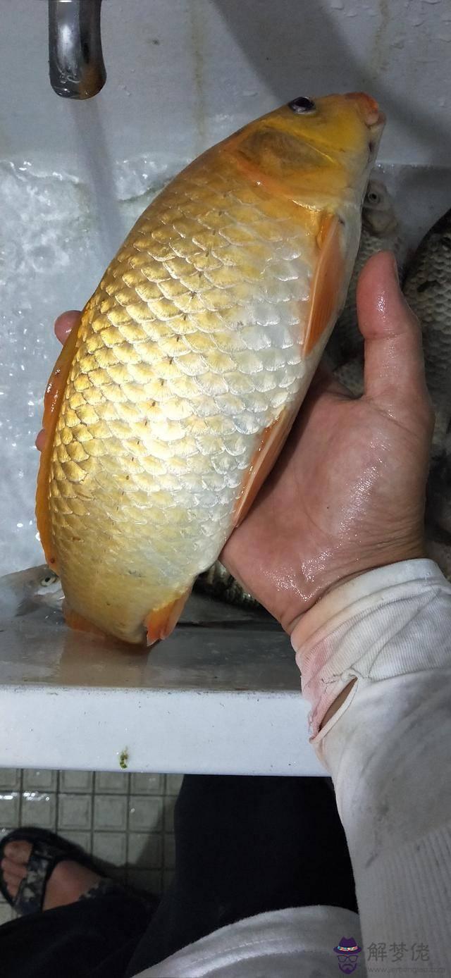 鯉魚口什麼意思算命