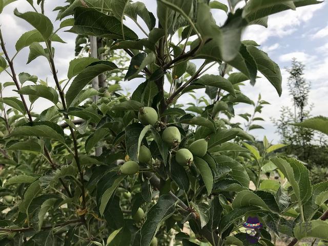 算命三頭豬是什麼意思 算命三頭豬是什麼意思