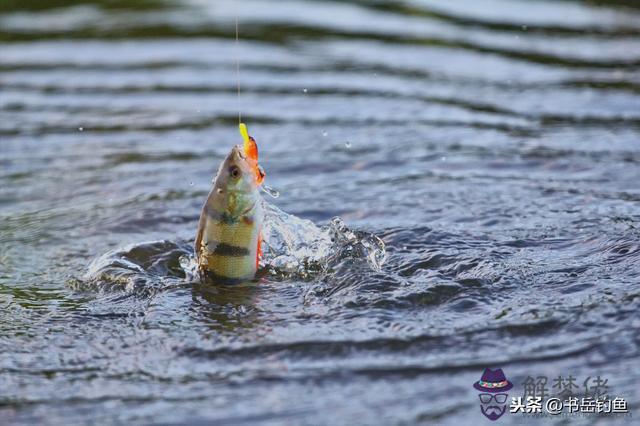 釣魚的八字環是什麼意思