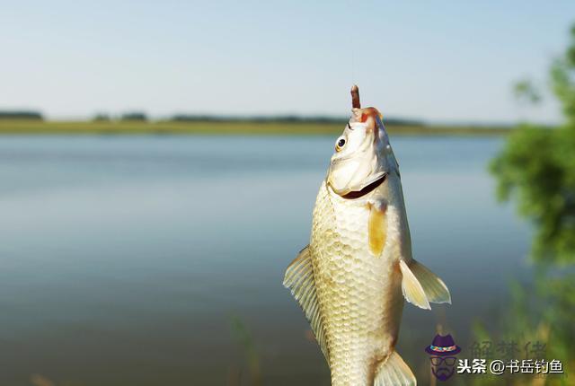 釣魚的八字環是什麼意思