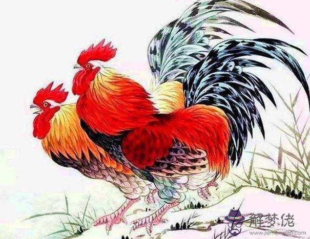 算命抽簽抽到雞圖什麼意思