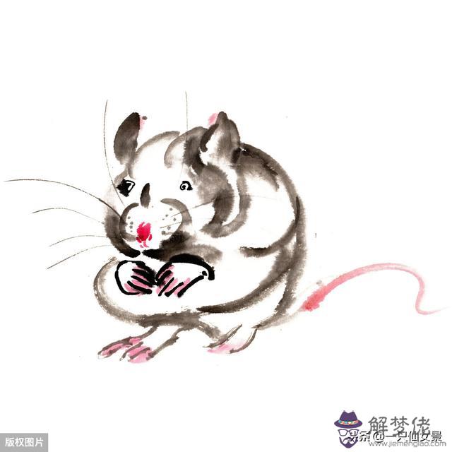 十二生肖算命的叫什麼意思 十二生肖算命的叫什麼意思
