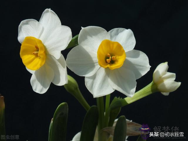 香成八字是什麼意思 香成八字是什麼意思