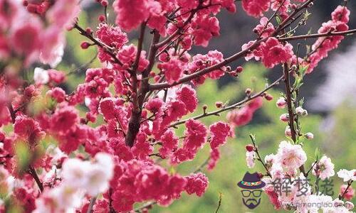 八字見桃花是什麼意思