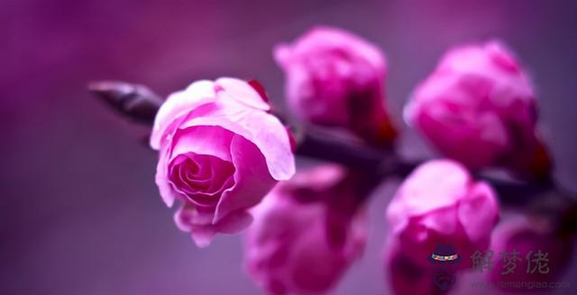 生辰八字桃花是什麼意思 生辰八字桃花是什麼意思