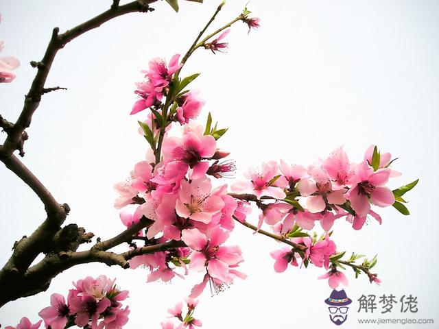 生辰八字桃花是什麼意思 生辰八字桃花是什麼意思