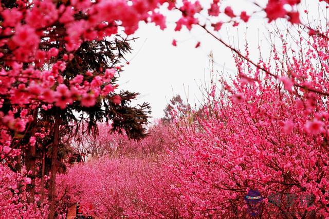 生辰八字桃花是什麼意思 生辰八字桃花是什麼意思