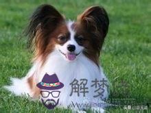 寵物犬的智商排名，最聰明的狗排名