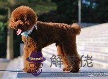 寵物犬的智商排名，最聰明的狗排名