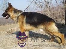寵物犬的智商排名，最聰明的狗排名
