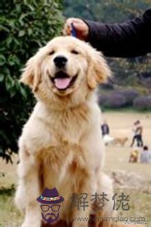 寵物犬的智商排名，最聰明的狗排名