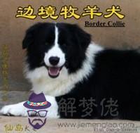 寵物犬的智商排名，最聰明的狗排名