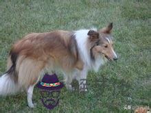 寵物犬的智商排名，最聰明的狗排名
