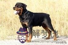 寵物犬的智商排名，最聰明的狗排名