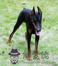 寵物犬的智商排名，最聰明的狗排名