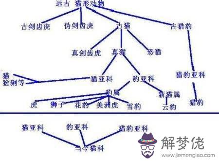 獅子一般是怎麼死的，母獅子老了會怎麼樣