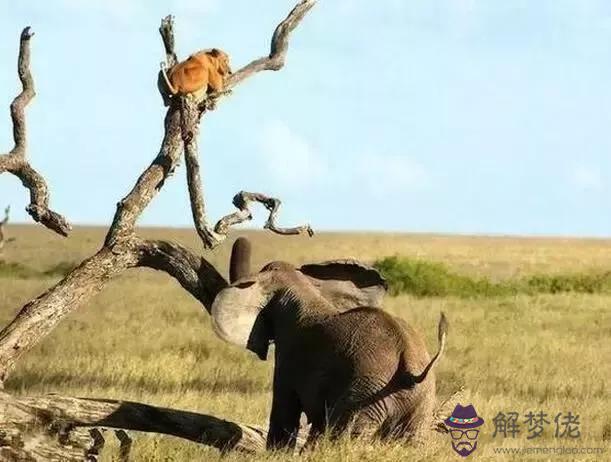 獅子一般是怎麼死的，母獅子老了會怎麼樣