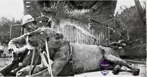 獅子一般是怎麼死的，母獅子老了會怎麼樣