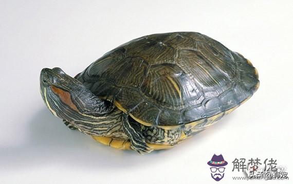 2星座喜歡的寵物是什麼，十二星座適合養什麼貓"