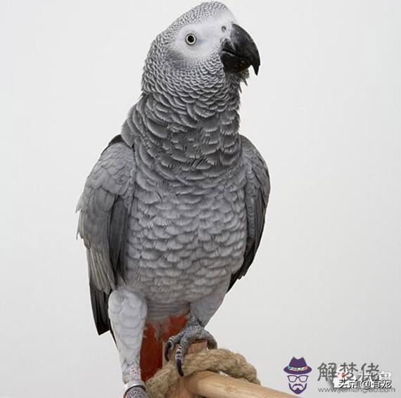 2星座喜歡的寵物是什麼，十二星座適合養什麼貓"