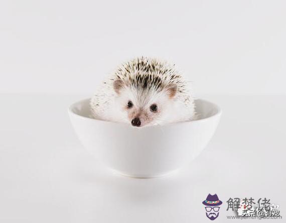 2星座喜歡的寵物是什麼，十二星座適合養什麼貓"