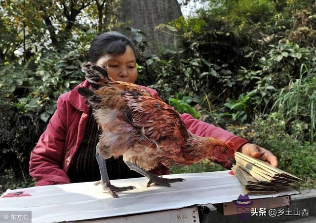 算命的說假雞啥意思