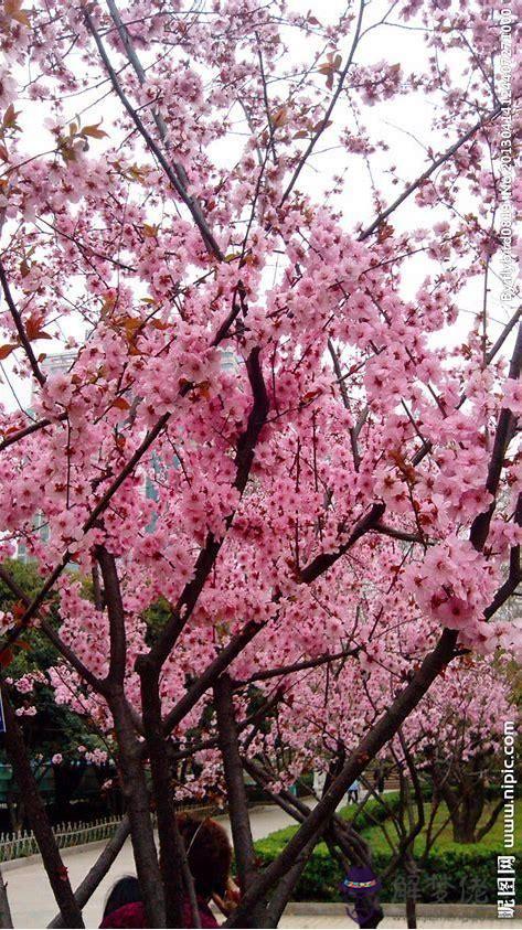 2、年屬鼠有爛桃花:年屬鼠的幸運色