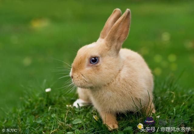 屬兔的3月出生好不好，87年屬兔33歲有一劫
