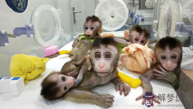 2017年的猴子是什麼命