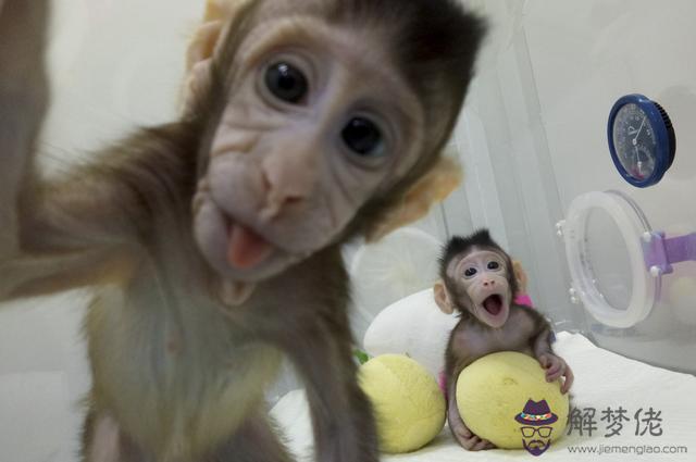 2017年的猴子是什麼命