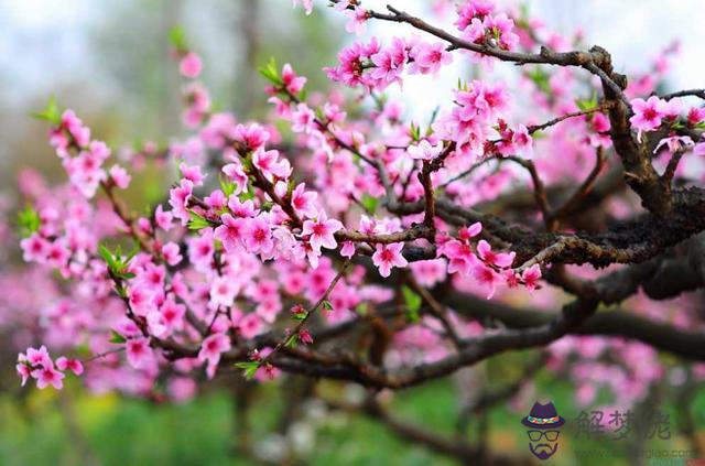 八字桃花劫怎麼查