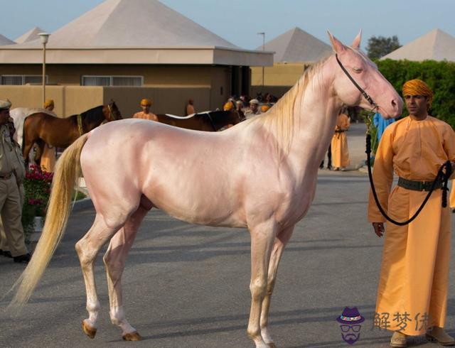 2、馬牛婚配好還是婚配好:屬牛和馬婚姻配嗎？