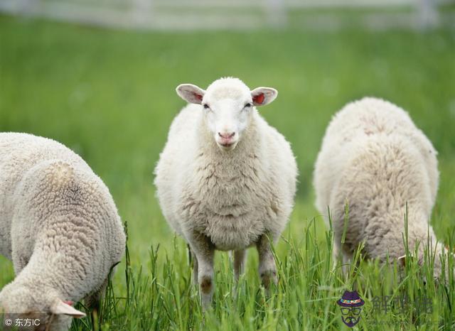 生肖羊每月每日運勢