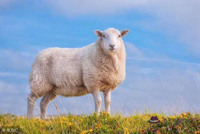 生肖羊每月每日運勢