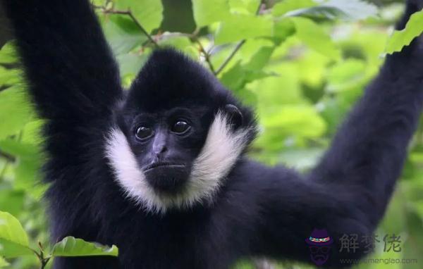 八字胡子的動物是什麼生肖