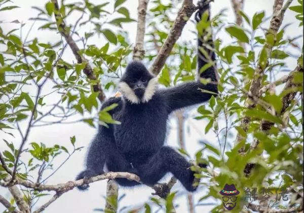 八字胡子的動物是什麼生肖 八字胡子的動物是什麼生肖