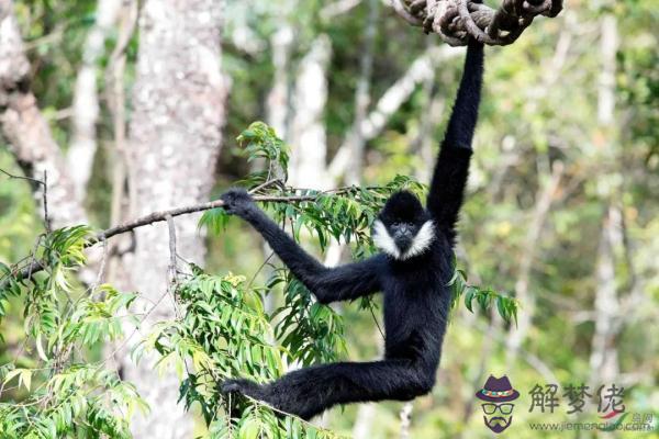 八字胡子的動物是什麼生肖 八字胡子的動物是什麼生肖